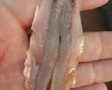 Foto del paso 1 de la receta: Boquerones en Vinagre