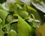 Foto langkah ke 1 dari resep Sayur Asem.
