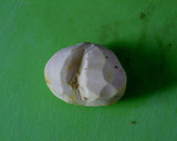 A picture of step 5 of How To Peel The Outer Shell and Inner Skin of Chestnuts.