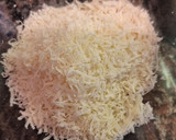 Foto del paso 3 de la receta: Spaghetti Cacio e Pepe