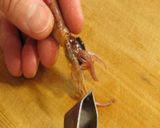 A picture of step 3 of Firefly Squid with Spicy Mustard & Vinegar-Miso Sauce.