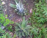 A picture of step 1 of Many uses of a pineapple.