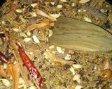 শাহী গরম মসলা। রেসিপির ধাপ 3 ছবি