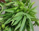 A picture of step 1 of Gongura leaves bhaji (Aabadychi bhaji).