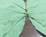 Bhajia#authors marathon #my creative arrowroot recipe contest recipe step 1 photo