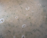 Foto del paso 5 de la receta: Crema de berros