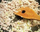 A picture of step 2 of Great for Winter! Creamy Mapo Chinese Cabbage!.