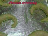 أحلى كرواسون
