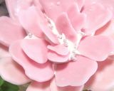 A picture of step 4 of For Mother's Day! Easy Mini Carnation Cake.