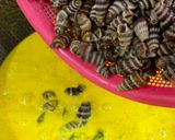 Gambar langkah 5 resipi Siput Sedut Masak Lemak Cili Padi.