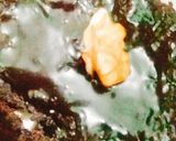 A picture of step 7 of Brownie.