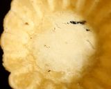 A picture of step 3 of Mini Mango Tart.