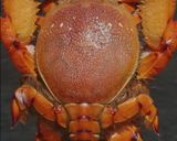 Foto langkah ke 1 dari resep Kepiting Spanner Saos Tiram.