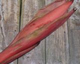 Foto langkah ke 1 dari resep Sayur Plik'u Khas Aceh.