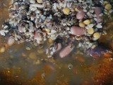 ધુંગારી માં કી દાલ (Dhungari Maa ki Dal Recipe In Gujarati)