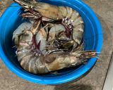 Foto langkah ke 1 dari resep Udang asam manis.