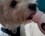 Foto del paso 2 de la receta: Perro vs yogurt