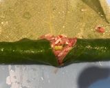 Foto del paso 2 de la receta: Hojitas de parra
