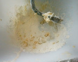 Foto del paso 2 de la receta: Panettone o pan dulce sin azúcar (apto diabéticos)