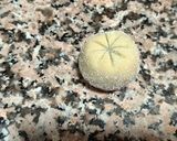 صورة لخطوة 3 من وصفة حلوة الثومة