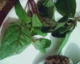 Ajwain, Tulsi leaves drink recipe step 2 photo