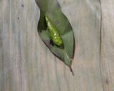 Foto langkah ke 3 dari resep Pepes Ayam Jamur Tahu.