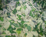 A picture of step 1 of Moringa.