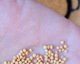 Foto del paso 1 de la receta: Mostaza casera 🌱 dos presentaciones: a la antigua y estilo actual rústica 🌱