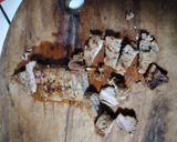 Foto del paso 3 de la receta: Marinado para carne asada