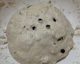 Foto del paso 4 de la receta: Hogaza de Espelta con Nueces y Chips de Chocolate (Masa Madre) !!!
