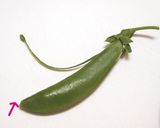 A picture of step 1 of Speedy and Easy Sugar Snap Peas and Grated Cheese.