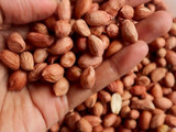 Kacang Disco