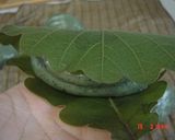 A picture of step 7 of Sticky and Chewy Kashiwa Mochi.