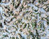 Foto langkah ke 3 dari resep Candied Mint (Manisan Mint).