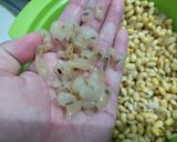 Foto langkah ke 4 dari resep Susu Kacang Kedelai.