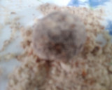 A picture of step 4 of Dates balls.