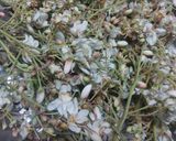 A picture of step 1 of Drumstick Flower Fritters.