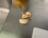 Une image de l'étape 8 de Flan de Légumes Confits et Jambon Blanc.