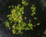 A picture of step 3 of Balochi Tikka Karahi.