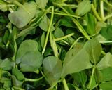 A picture of step 1 of Aloo Methi Matar.