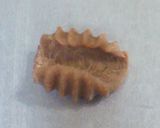 A picture of step 7 of Simple Fresh Pasta No. 13 (Conchiglie).