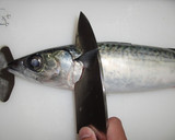 A picture of step 1 of How to fillet a fish (3-layer filleting) - For Mackerel.