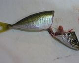 A picture of step 4 of How to Clean Small Horse Mackerel.