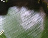 Foto langkah ke 8 dari resep #21. Sego megono wonosobo.