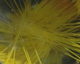 Bolognai spagetti đ recept fĂĄzis 1 fotĂłja