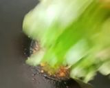 Foto langkah ke 3 dari resep Tumis Bayam Bawang Putih.