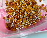 A picture of step 2 of Sprouts.