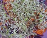 Foto del paso 4 de la receta: 🌱👩🏻‍🌾 Germinados en casa de Chía y lino