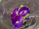 Sirup Bunga Telang
