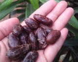 Foto langkah ke 4 dari resep Mengolah Buah Coklat Menjadi Choco Bar.